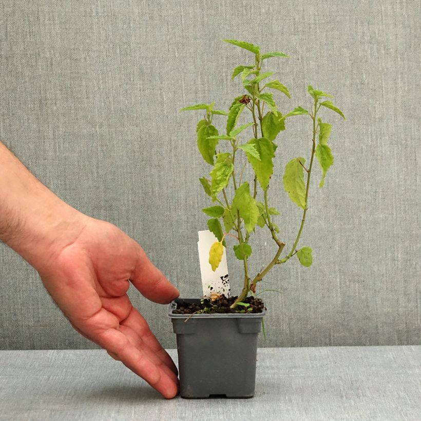 Exemplar von Pavonia Flamboyant Kleine Töpfe von 8/9 cm wie im Frühjahr geliefert