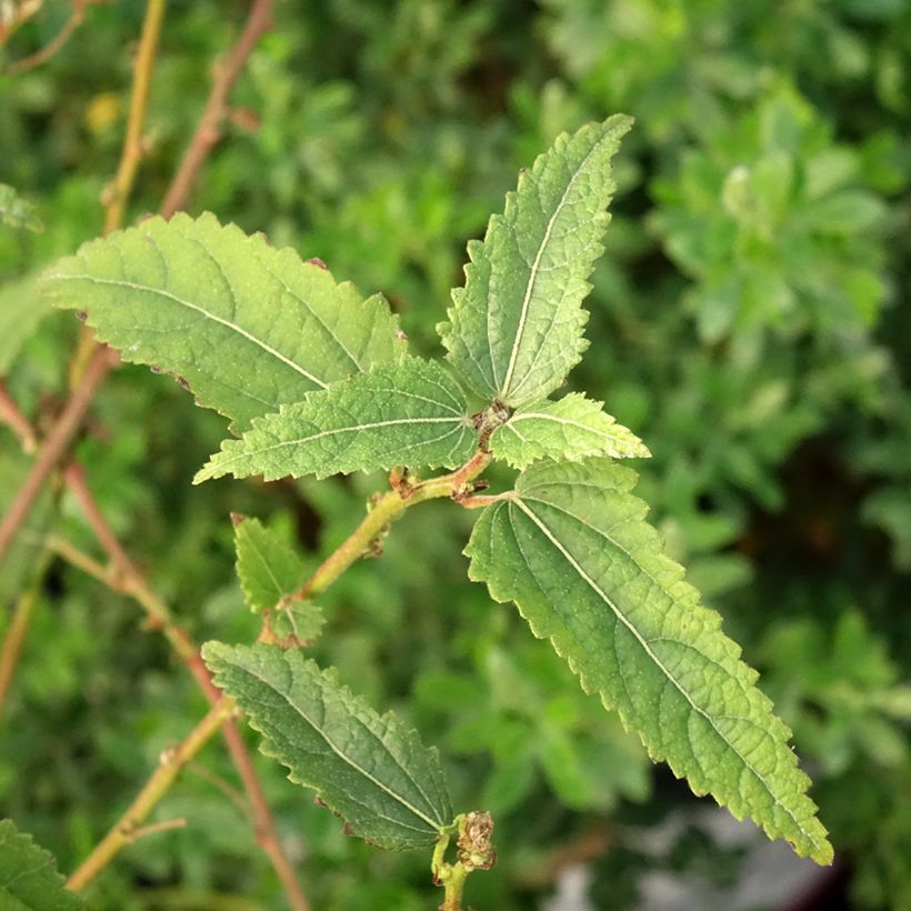 Pavonia Flamboyant (Laub)