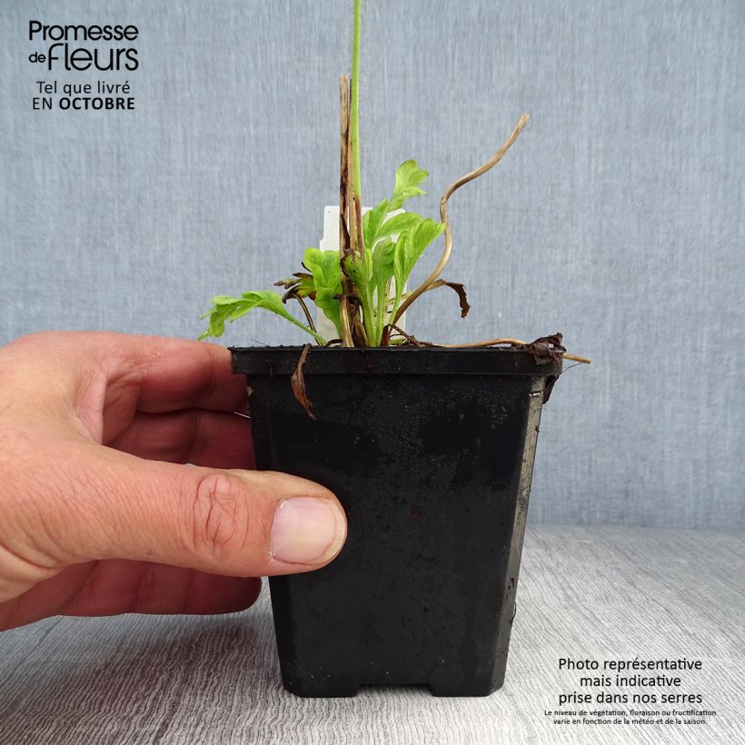 Exemplar von Pavot d'Islande - Papaver nudicaule Champagne Bubbles Mix Godet de 8/9 cm wie im Herbst geliefert