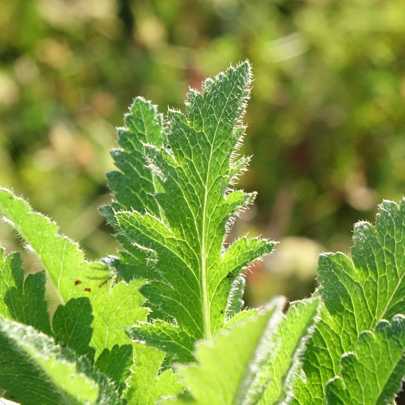 Orientalischer Mohn Little Dancing Girl - Papaver orientale (Foliage)