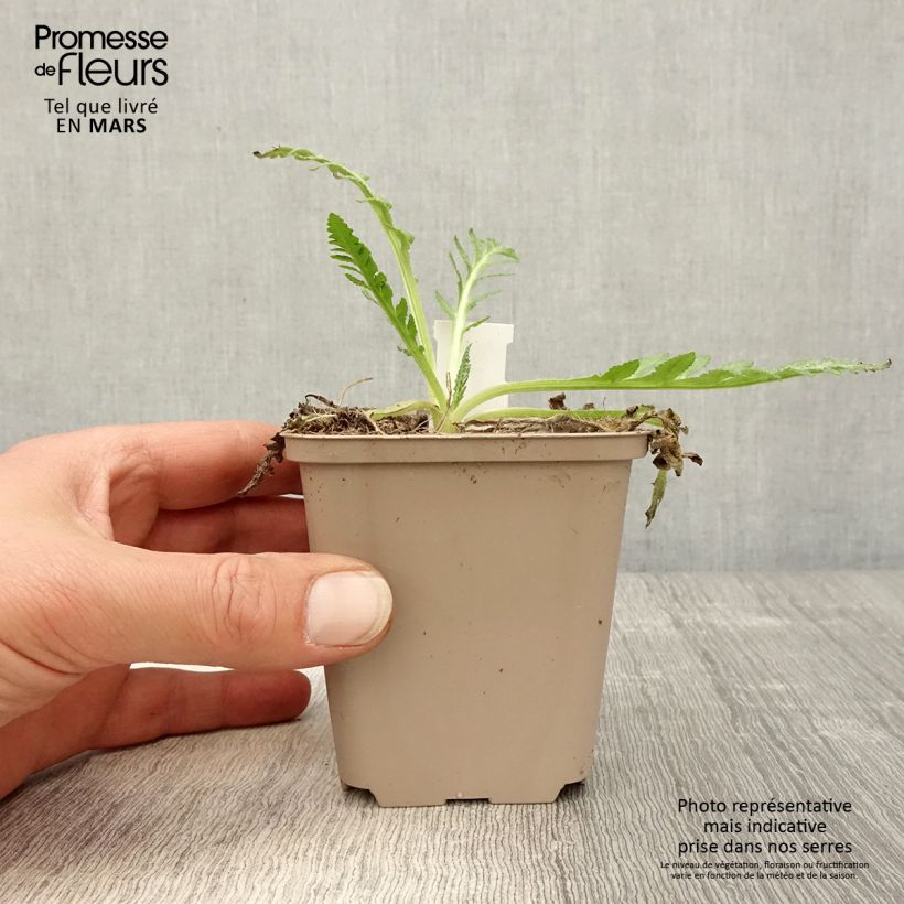 Exemplar von Orientalischer Mohn Helen Elisabeth - Papaver orientale Kleine Töpfe von 8/9 cm wie im Frühjahr geliefert