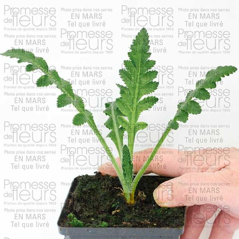 Beispiel eines Exemplars von Orientalischer Mohn Queen Alexandra - Papaver orientale Kleine Töpfe von 8/9 cm wie geliefert