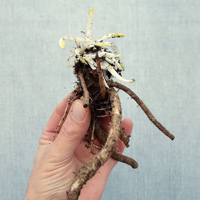 Exemplar von Orientalischer Mohn Place Pigalle - Papaver orientale Wurzelnackt wie im Winter geliefert