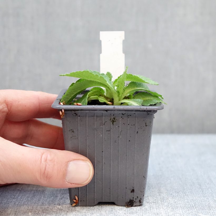 Example of Orientalischer Mohn Red Rumble - Papaver orientale Kleine Töpfe von 8/9 cm as you get in hiver