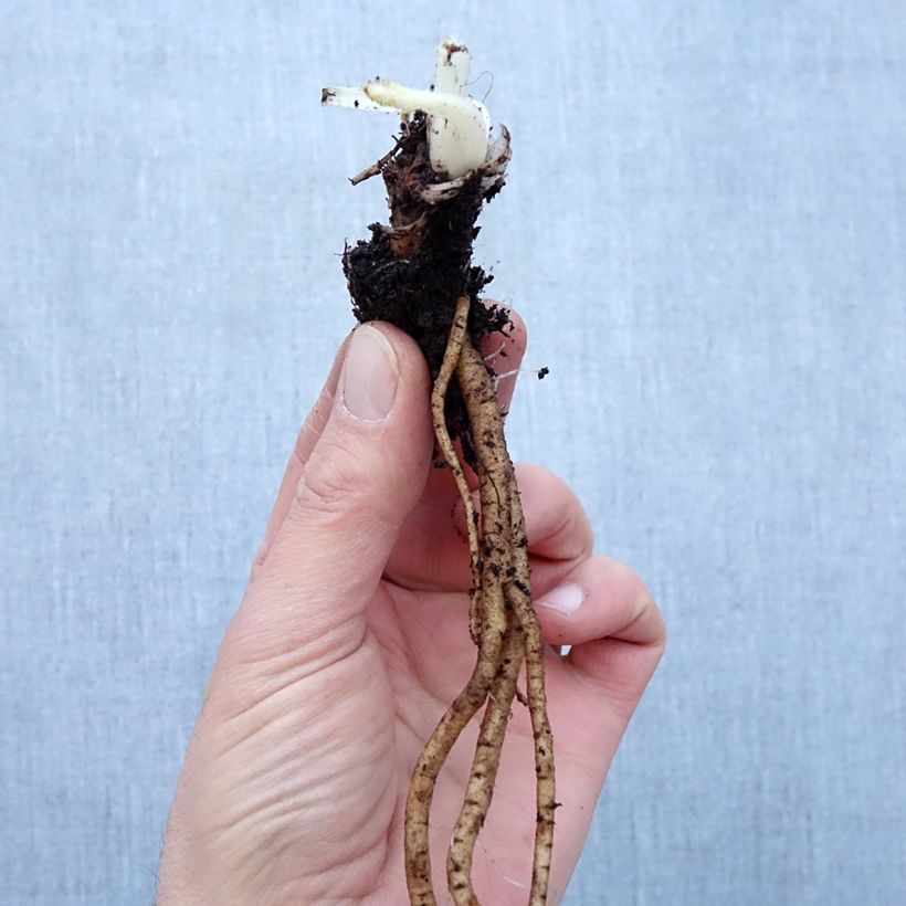 Exemplar von Orientalischer Mohn Royal Chocolate Distinction - Papaver orientale Wurzelnackt wie im Winter geliefert