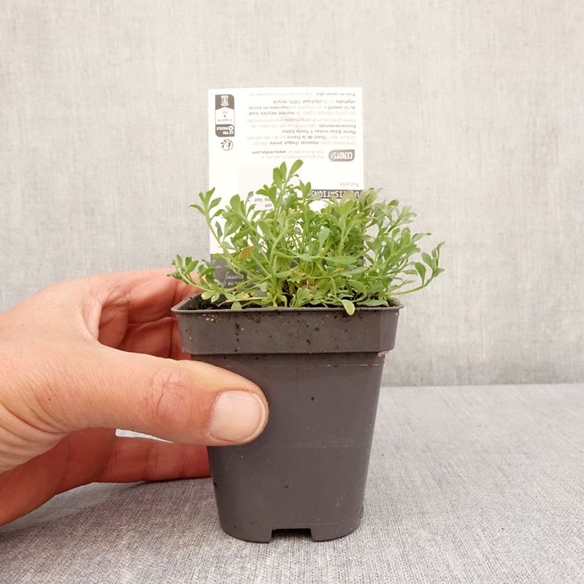 Exemplar von Papaver alpinum - Alpen-Mohn Kleine Töpfe von 8/9 cm wie im Frühjahr geliefert