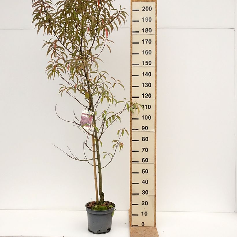 Exemplar von Zierpfirsich Taoflora Pink - Prunus persica Topf mit 7,5L/10L, Stämmchen wie im Sommer geliefert