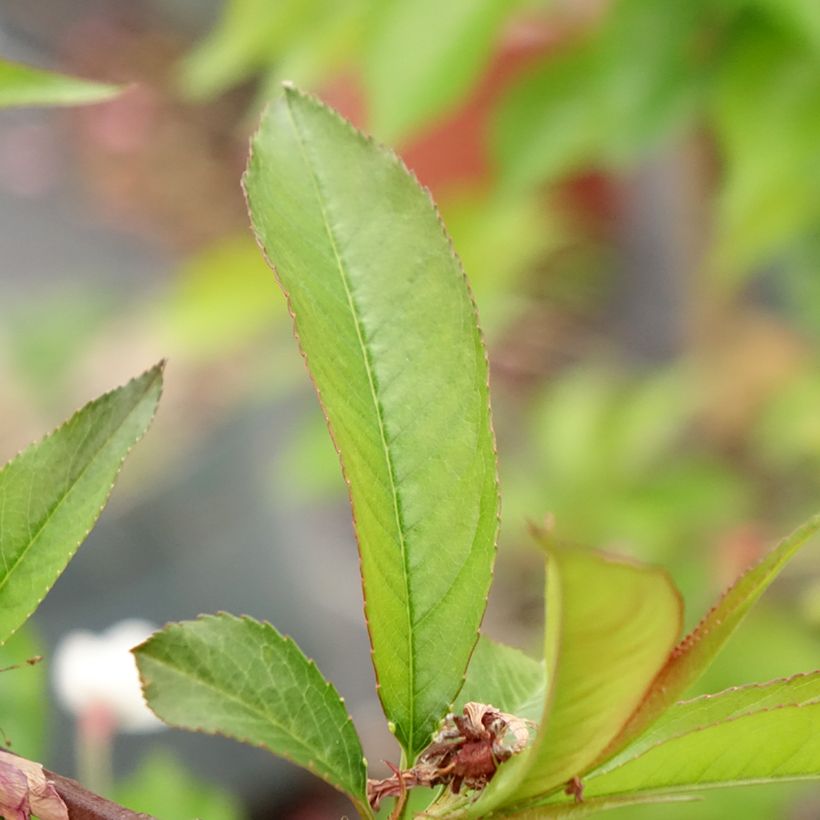 Zierpfirsich Taoflora Red - Prunus persica (Laub)