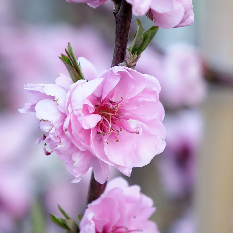 Zierpfirsich Taoflora Red - Prunus persica (Blüte)
