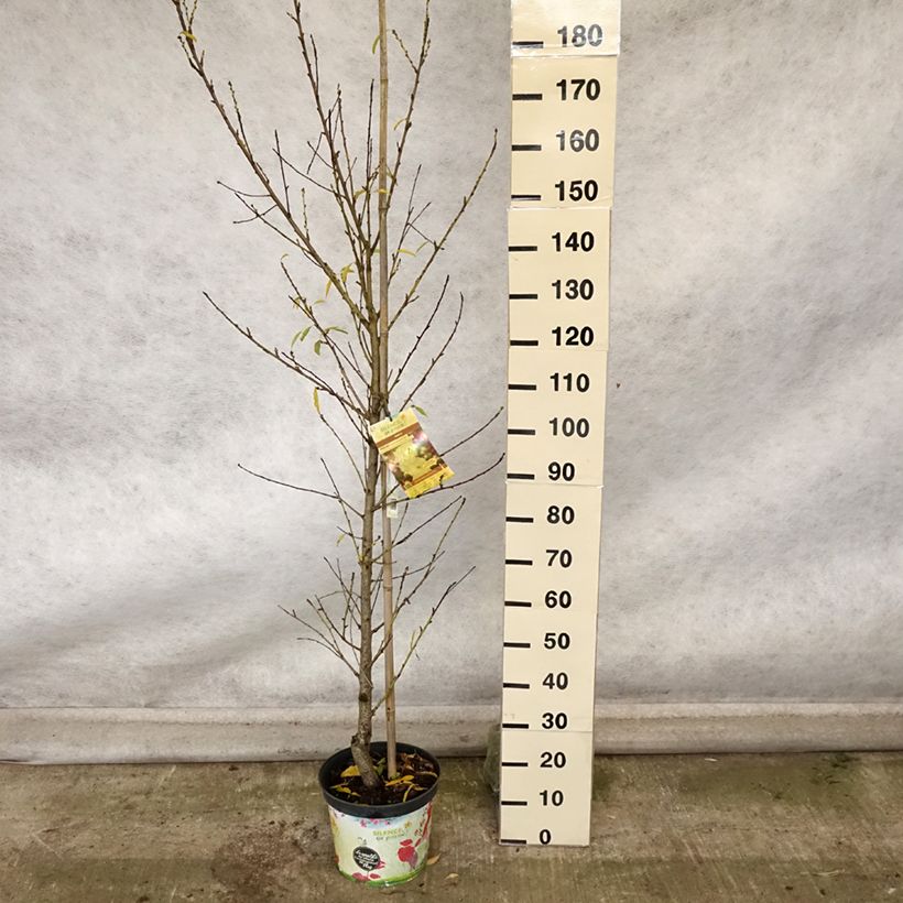 Exemplar von Zierpfirsich Taoflora White - Prunus persica Topf mit 7,5L/10L, Stämmchen wie im Herbst geliefert