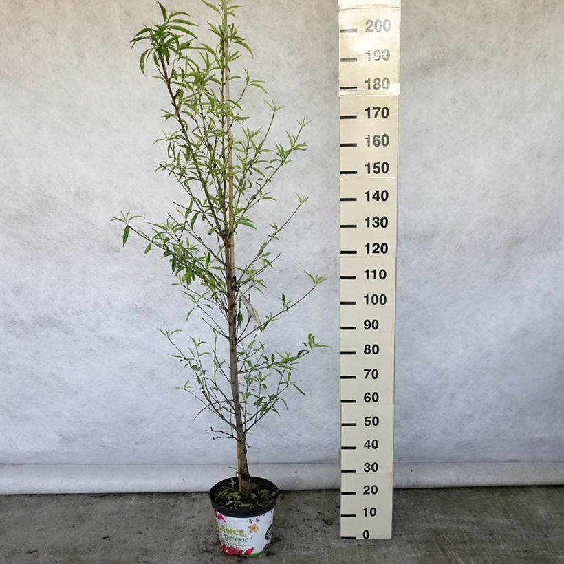Exemplar von Zierpfirsich Taoflora White - Prunus persica Topf mit 7,5L/10L, Stämmchen wie im Sommer geliefert