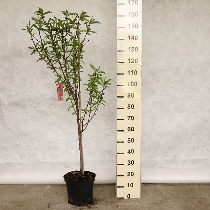 Example of Pfirsich Amsden - Prunus persica Topf mit 7,5L/10L, Gobelet-Form as you get in printemps