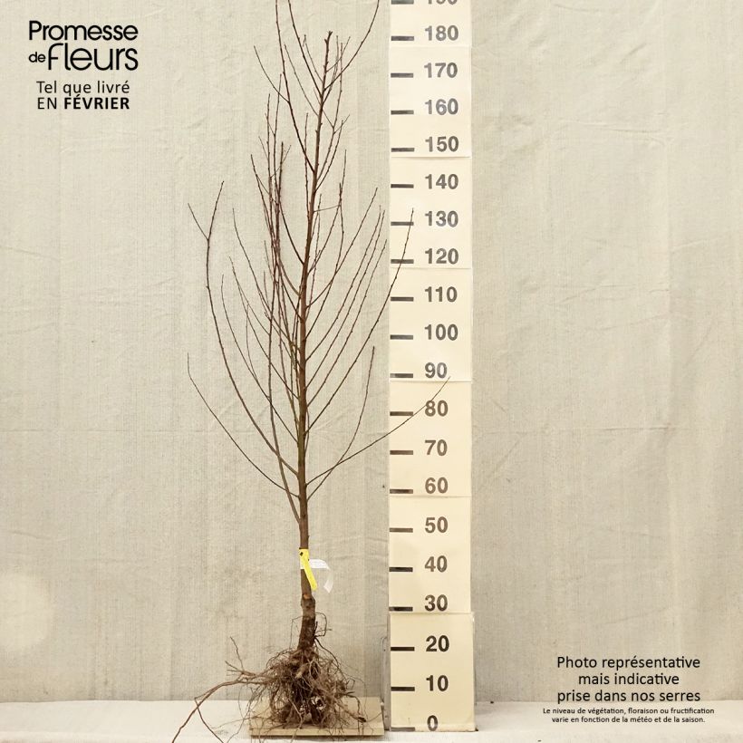 Example of Pfirsich Amsden - Prunus persica Wurzelnackt, Gobelet-Form as you get in hiver