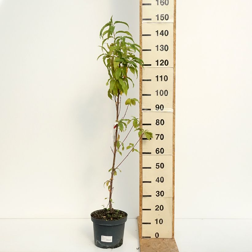 Exemplar von Pfirsich Amsden - Prunus persica Topf mit 7,5L/10L, Gobelet-Form wie im Sommer geliefert