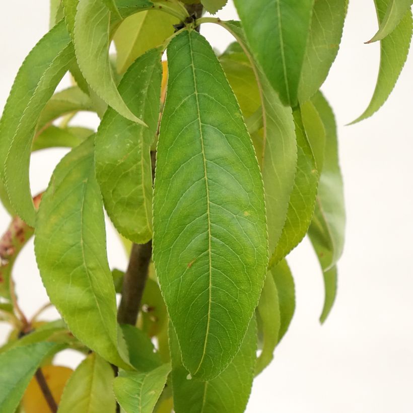 Pfirsich Amsden - Prunus persica (Foliage)