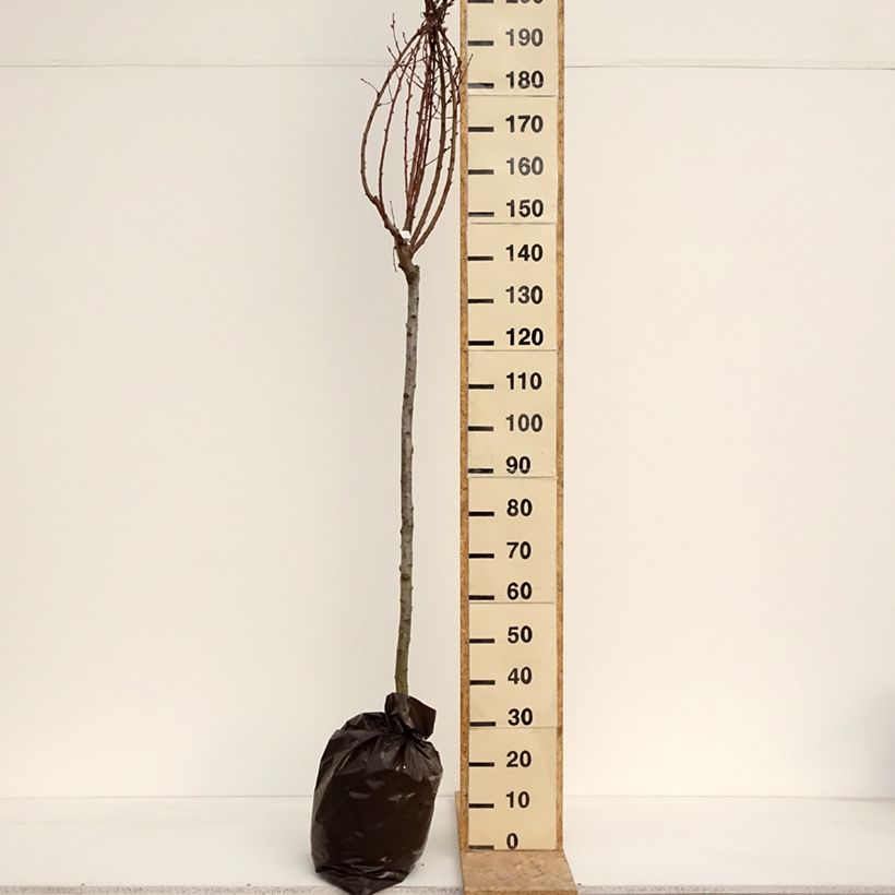 Exemplar von Pfirsich Andromède Zaidrome - Prunus persica Plug "Fertig-zum-Pflanzen", Halbstamm wie im Frühjahr geliefert