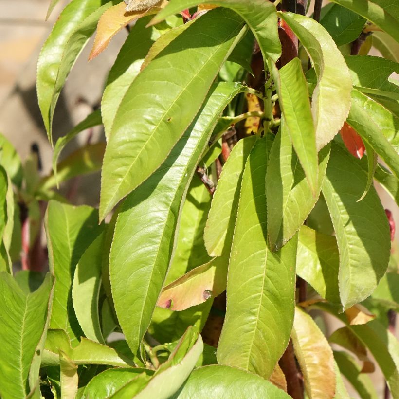 Pfirsich Andromède Zaidrome - Prunus persica (Laub)