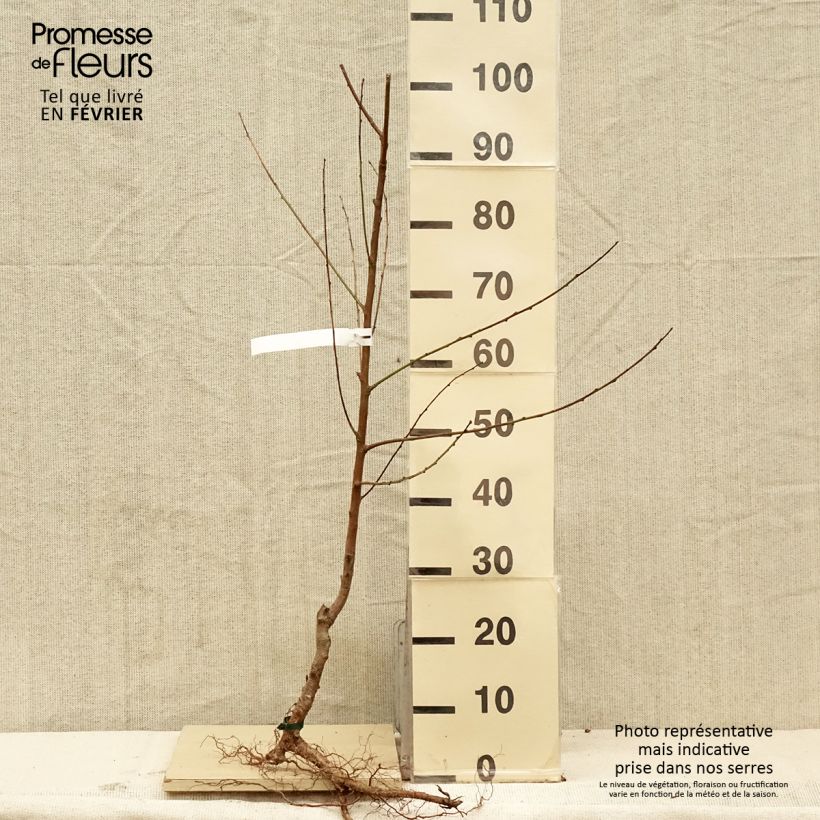 Exemplar von Pfirsich Charles Ingouf - Prunus persica Wurzelnackt, Gobelet-Form wie im Winter geliefert