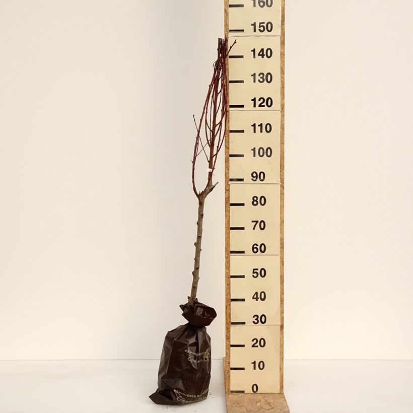 Exemplar von Pfirsich Vigne blanche - Prunus persica Plug "Fertig-zum-Pflanzen", Gobelet-Form wie im Frühjahr geliefert