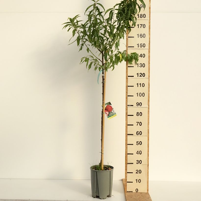 Exemplar von Pfirsich Vigne blanche - Prunus persica Topf mit 12L/15L, Halbstamm wie im Sommer geliefert