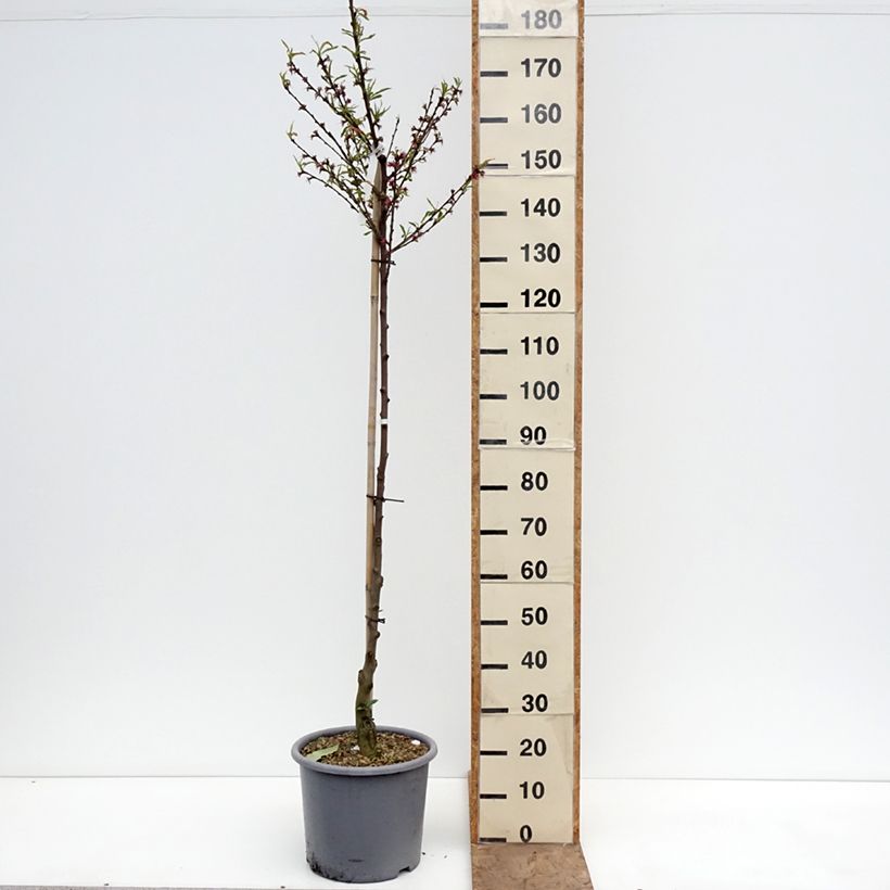 Exemplar von Pfirsich Vigne blanche - Prunus persica Topf mit 12L/15L, Halbstamm wie im Frühjahr geliefert