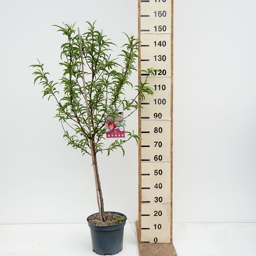 Exemplar von Pfirsich Vigne Sanguine - Prunus persica Topf mit 7,5L/10L, Gobelet-Form wie im Frühjahr geliefert