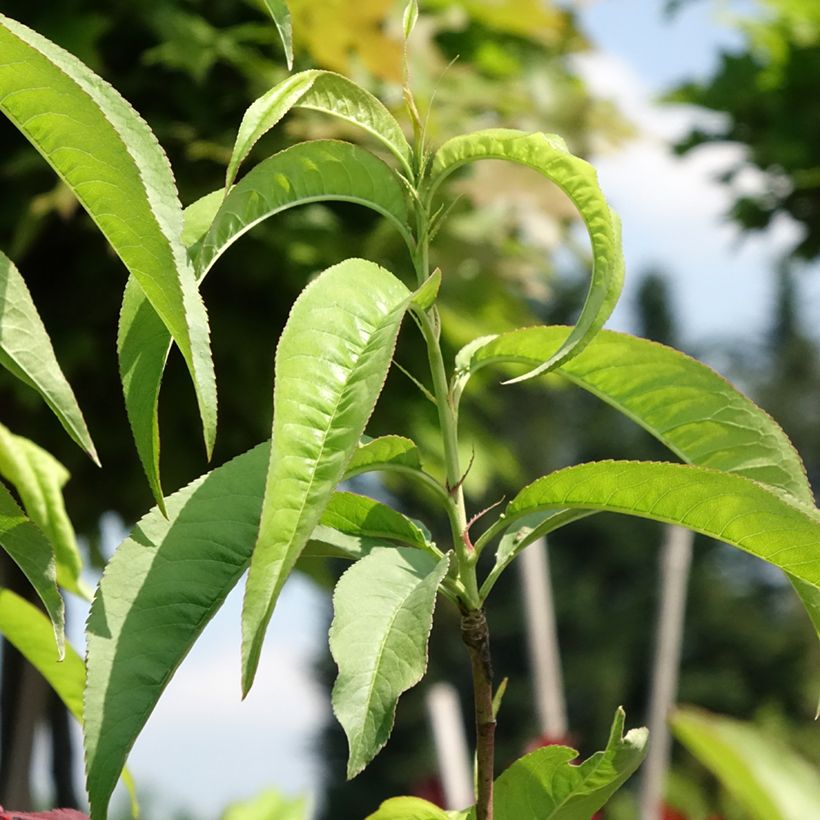 Pfirsich Dixired - Prunus persica (Foliage)
