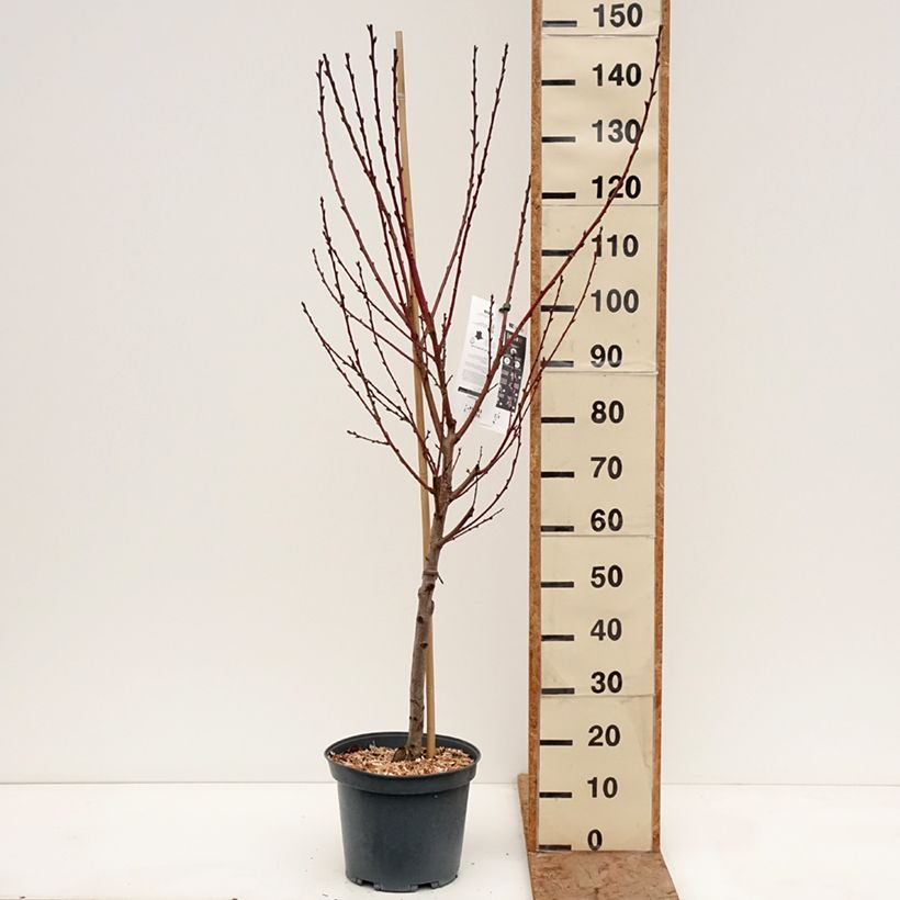 Exemplar von Pêcher Golden Caesar - Pêche de vigne Topf mit 7,5L/10L, Gobelet-Form wie im Winter geliefert