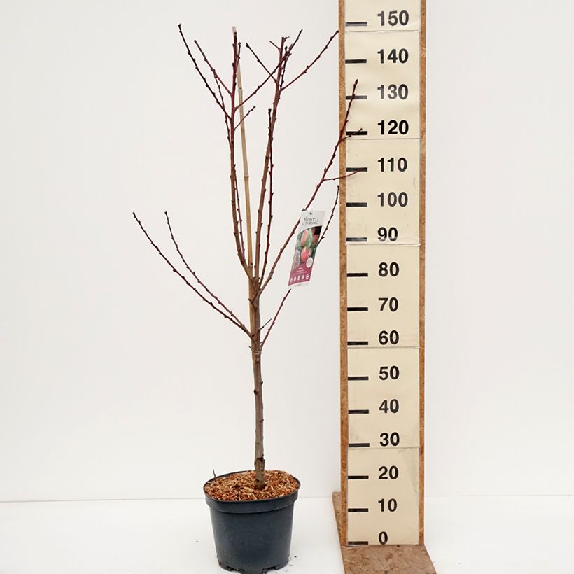 Exemplar von Pfirsich Grosse Mignonne - Prunus persica Topf mit 7,5L/10L, Gobelet-Form wie im Winter geliefert