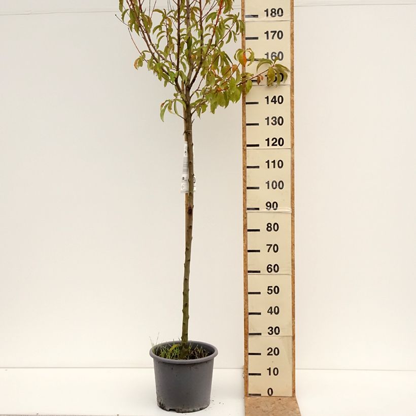 Exemplar von Pfirsich J.H. Hale - Prunus persica Topf mit 7,5L/10L, Halbstamm wie im Sommer geliefert