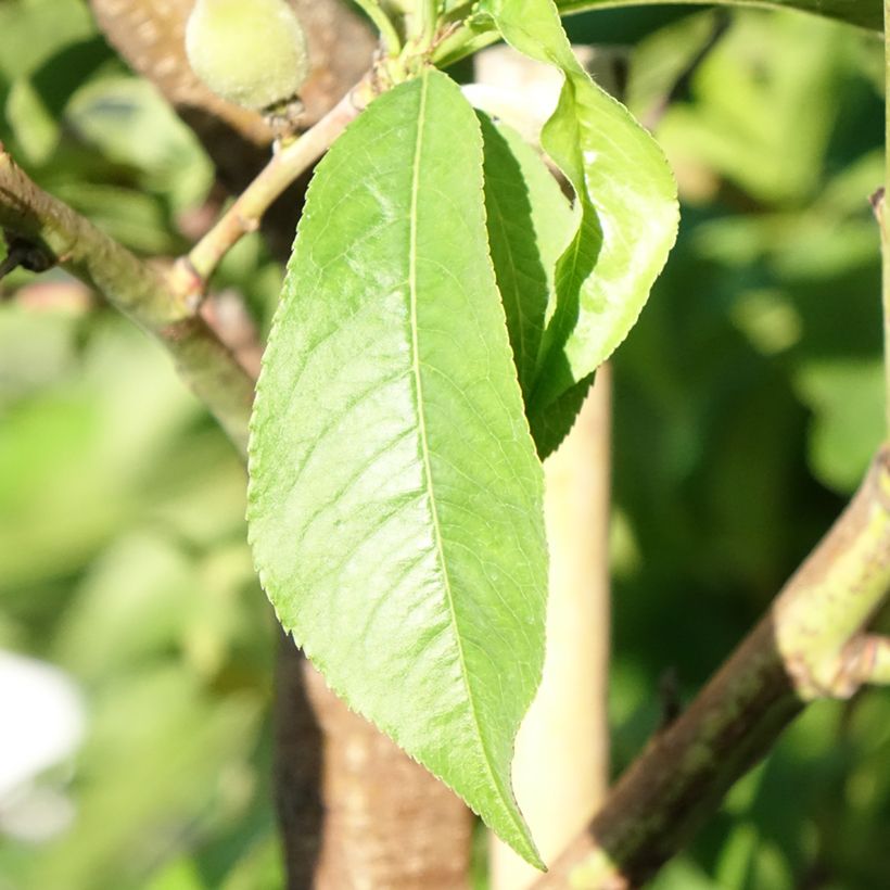 Pfirsich J.H. Hale - Prunus persica (Laub)