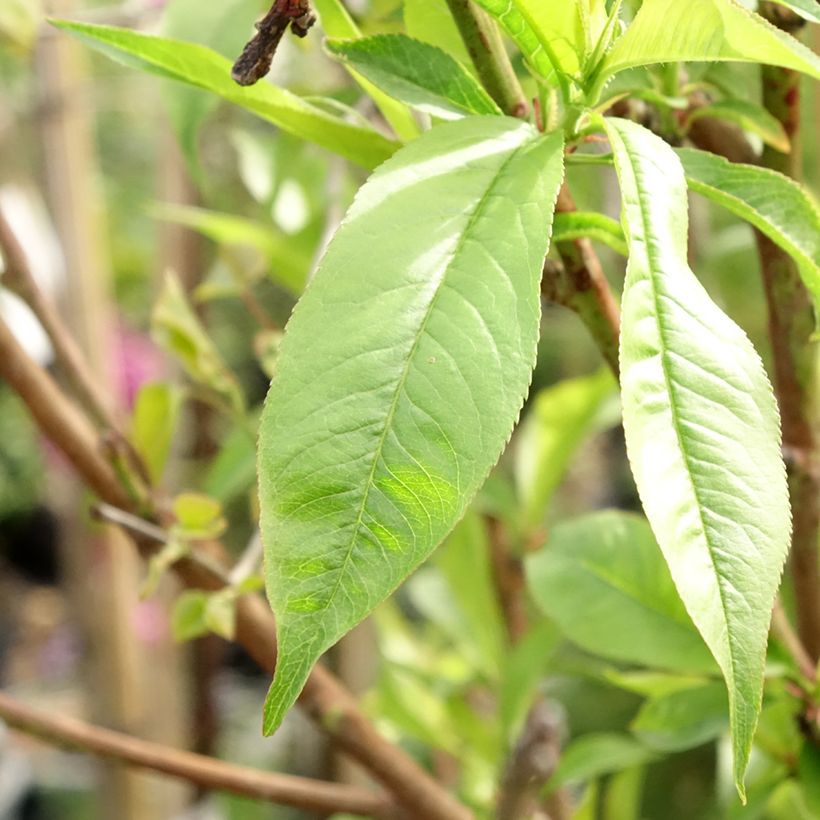 Pfirsich Michelini - Prunus persica (Laub)