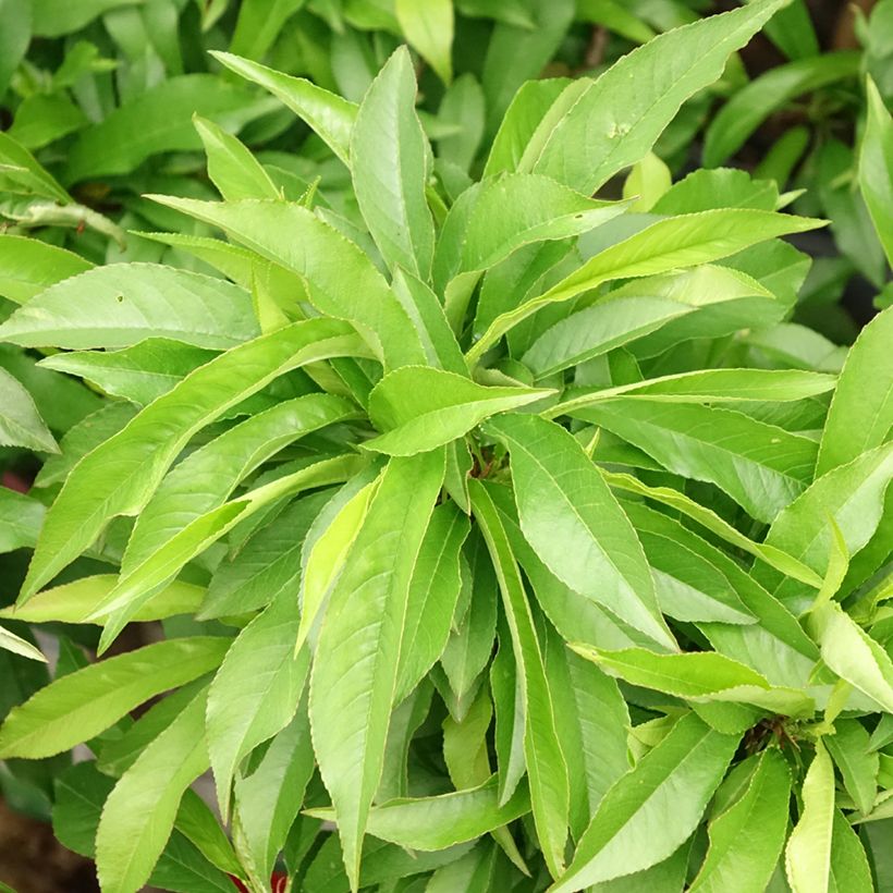 Pfirsich Amber Pix Zee - Prunus persica (Laub)