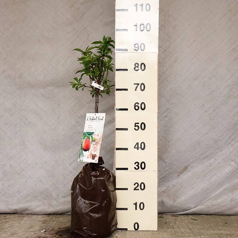 Example of Pfirsich Bonanza - Prunus persica Plug "Fertig-zum-Pflanzen", 1/4 Stängel as you get in printemps