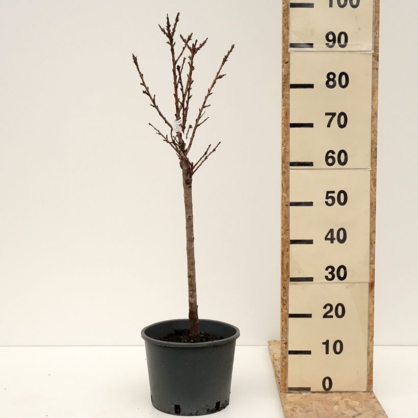 Exemplar von Pêcher nain Bonanza - Georges Delbard Pot de 7,5L/10L, 1/4 de tige, Tronc de 30/40cm wie im Winter geliefert