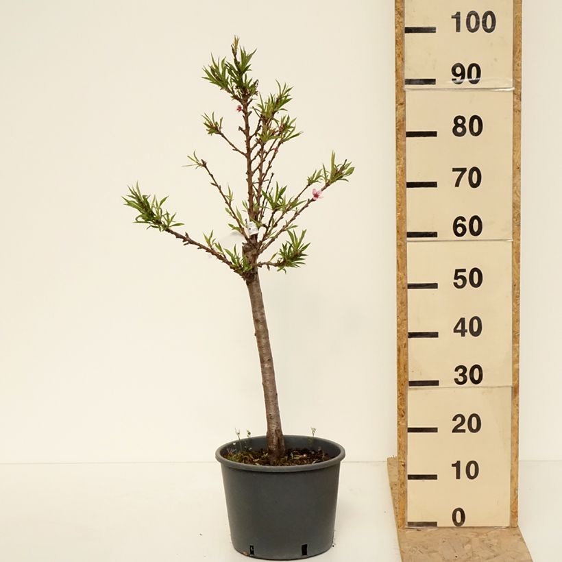 Example of Pfirsich Bonanza - Prunus persica Topf mit 7,5L/10L, 1/4 Stängel as you get in printemps