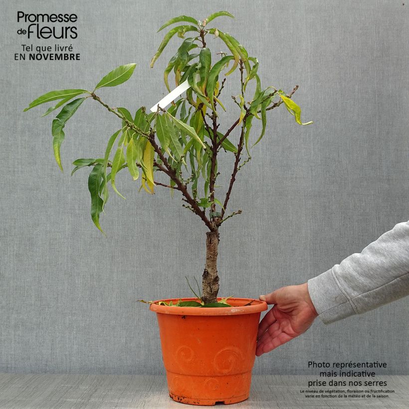 Exemplar von Zwerg-Pfirsich Diamond Zaipevi - Prunus persica Topf mit 6L/7L, 1/4 Stängel wie im Herbst geliefert