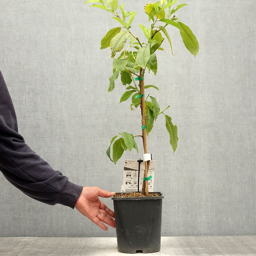 Exemplar von Zwerg-Pfirsich Fruit Me Peach Me Yellow - Prunus persica Topf mit 4L/5L, Zwergform wie im Sommer geliefert