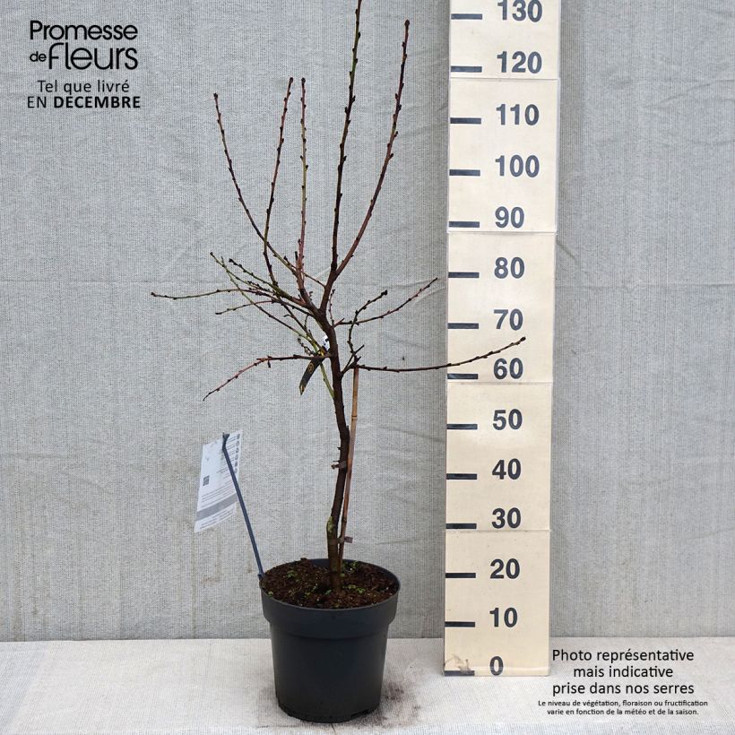 Exemplar von Zwerg-Pfirsich Ice Peach Gelo Fruit Me - Prunus persica Topf mit 7,5L/10L, 1/4 Stängel wie im Herbst geliefert