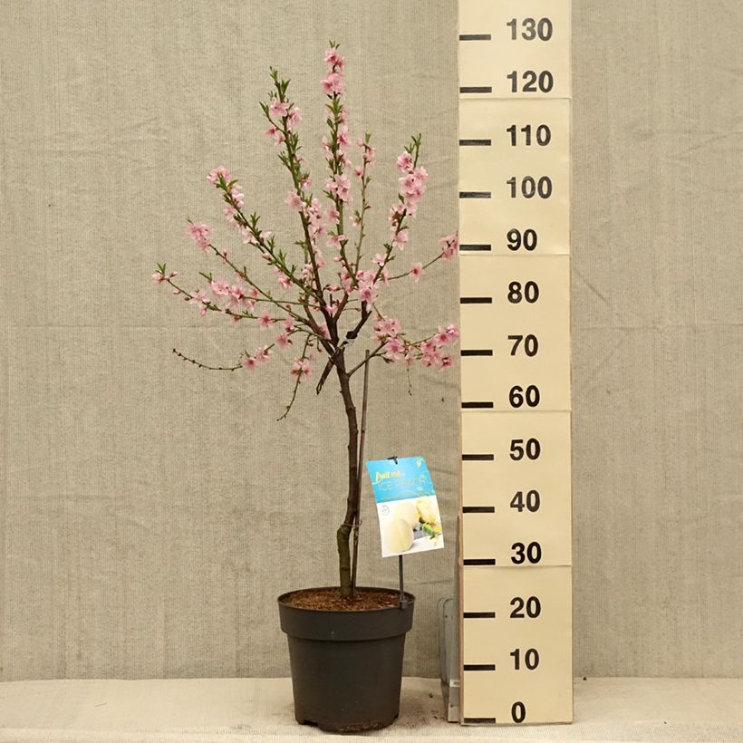 Example of Zwerg-Pfirsich Ice Peach Gelo Fruit Me - Prunus persica Topf mit 7,5L/10L, 1/4 Stängel as you get in printemps