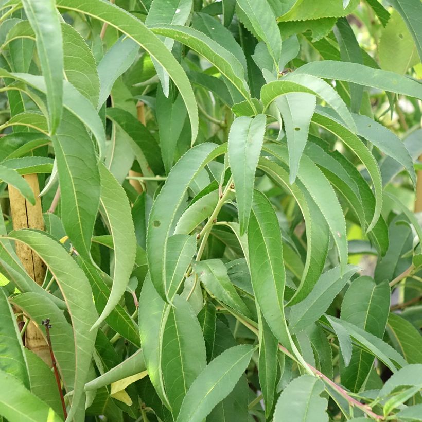 Pfirsich Platicarpa bianca - Prunus persica  (Foliage)