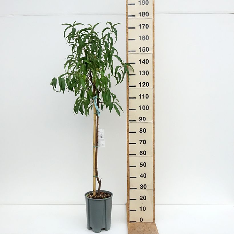 Exemplar von Pfirsich Platicarpa bianca - Prunus persica  Topf mit 7,5L/10L, Halbstamm wie im Sommer geliefert