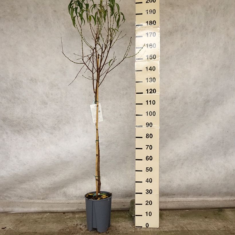 Exemplar von Pêcher Platicarpa bianca - Pêche plate blanche Pot de 7,5L/10L, Demi-Tige wie im Herbst geliefert