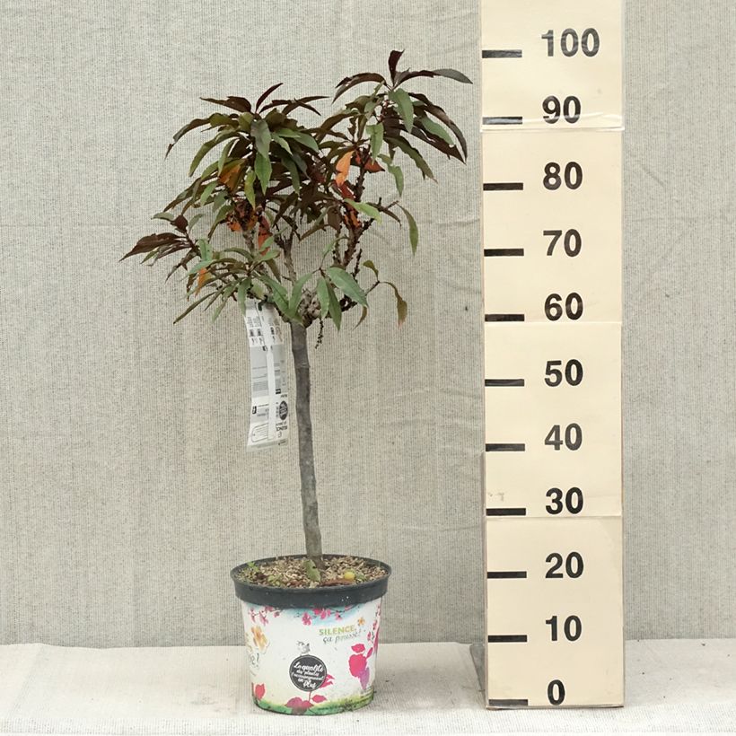 Exemplar von Pfirsich Crimson 'Bonfire' - Prunus persica Topf mit 6L/7L, 1/4 Stängel wie im Sommer geliefert