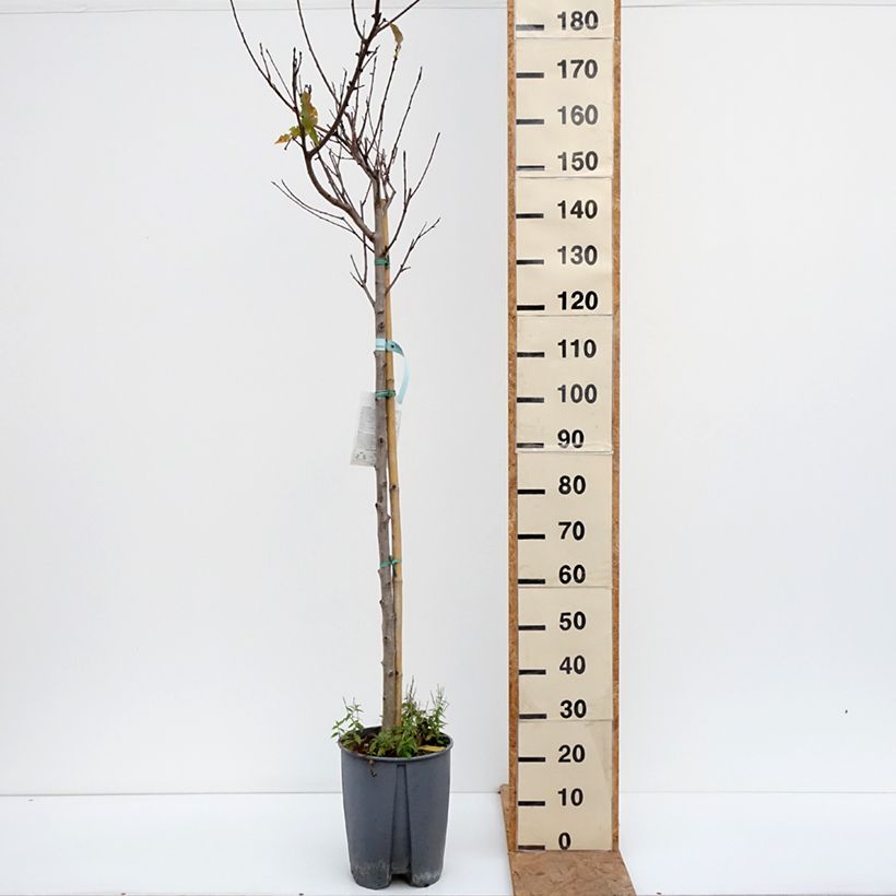 Exemplar von Pfirsich Redwing - Prunus persica Topf mit 7,5L/10L, Halbstamm wie im Herbst geliefert