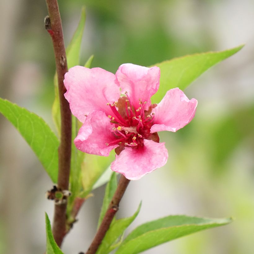 Pfirsich Redwing - Prunus persica (Flowering)