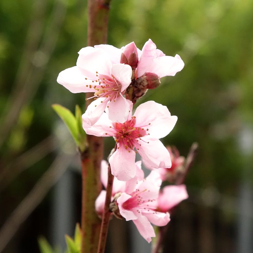 Pfirsich Reine des Vergers - Prunus persica (Blüte)