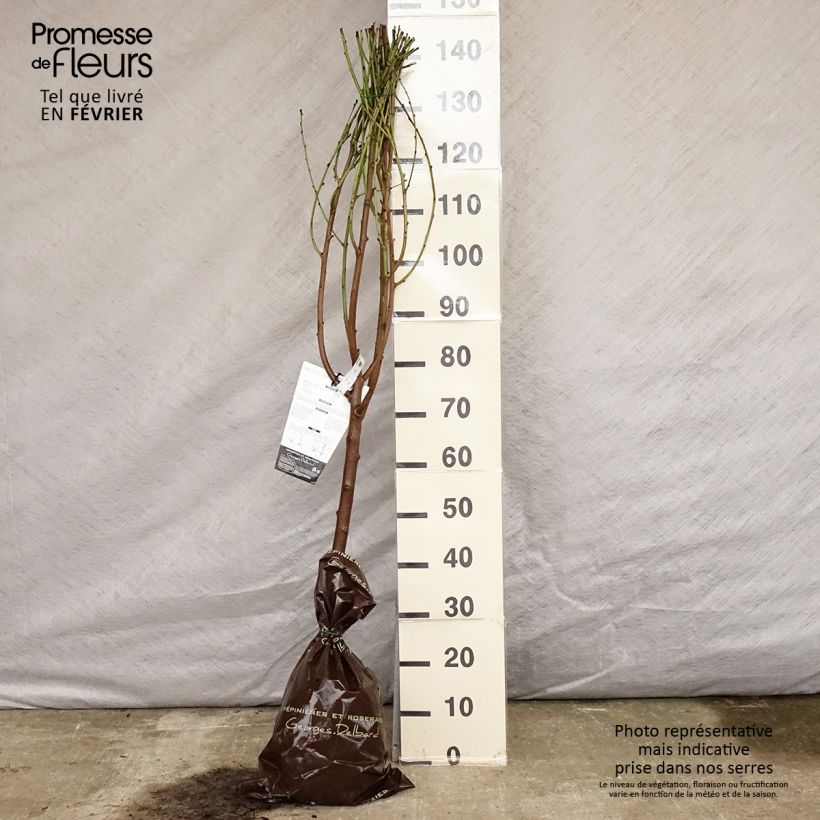 Exemplar von Pfirsich Saturne bailou - Prunus persica Ballenware "Fertig-zum-Pflanzen", Gobelet-Form wie im Winter geliefert