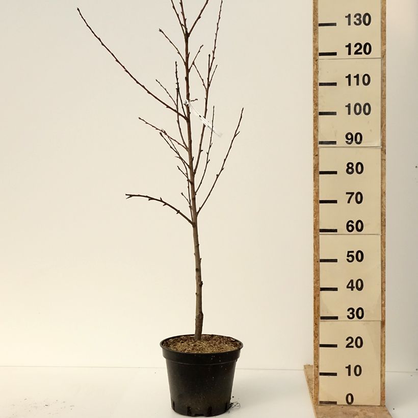 Exemplar von Pfirsich Saturne bailou - Prunus persica Topf mit 7,5L/10L wie im Winter geliefert