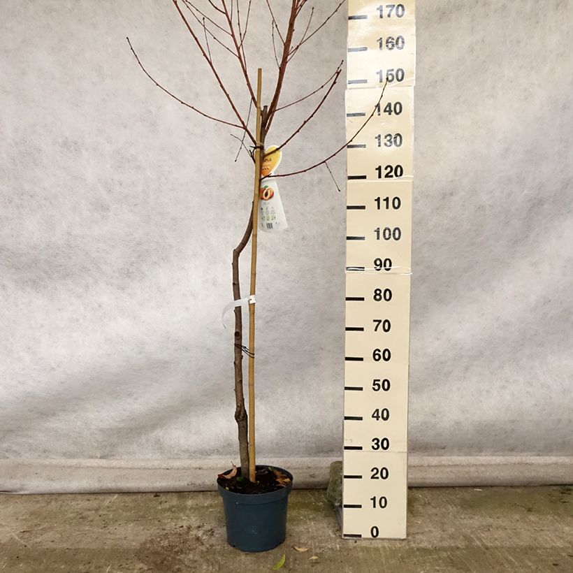 Exemplar von Pfirsich Suncrest - Prunus persica Topf mit 7,5L/10L, Halbstamm wie im Herbst geliefert